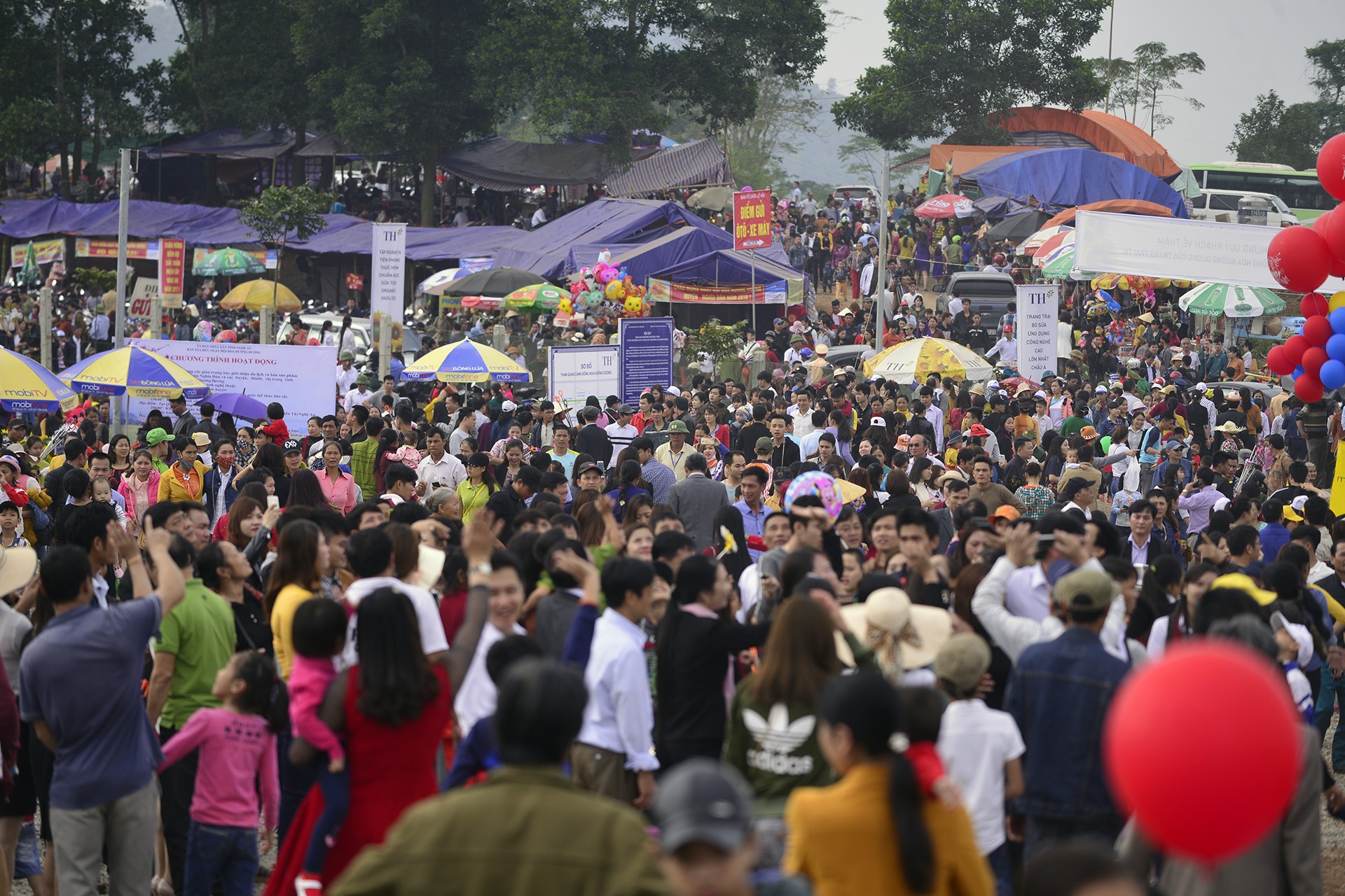 pha rao, chen chuc tai canh dong hoa huong duong anh 5