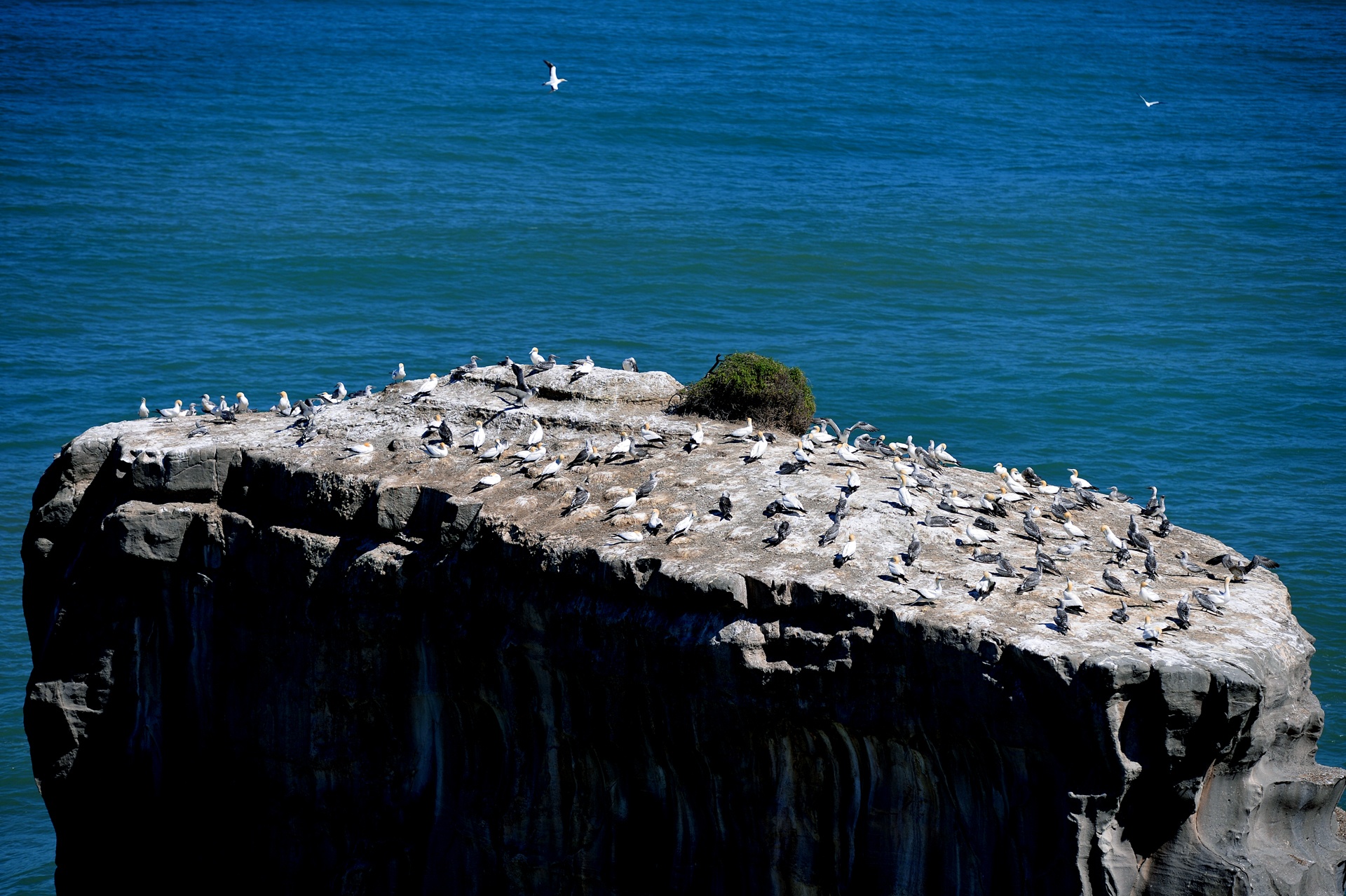 du lich Auckland New Zealand anh 12