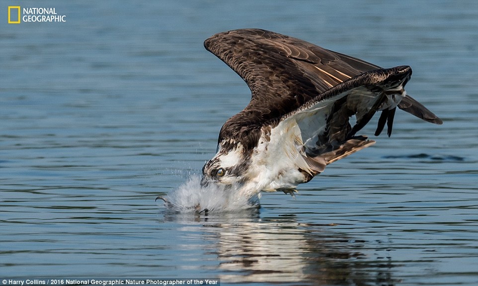 Thien nhien an tuong trong cuoc thi anh cua National Geographic anh 7