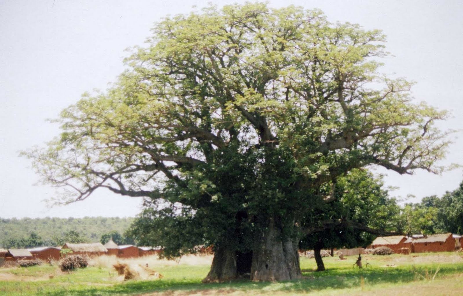 cay baobab chau Phi anh 5