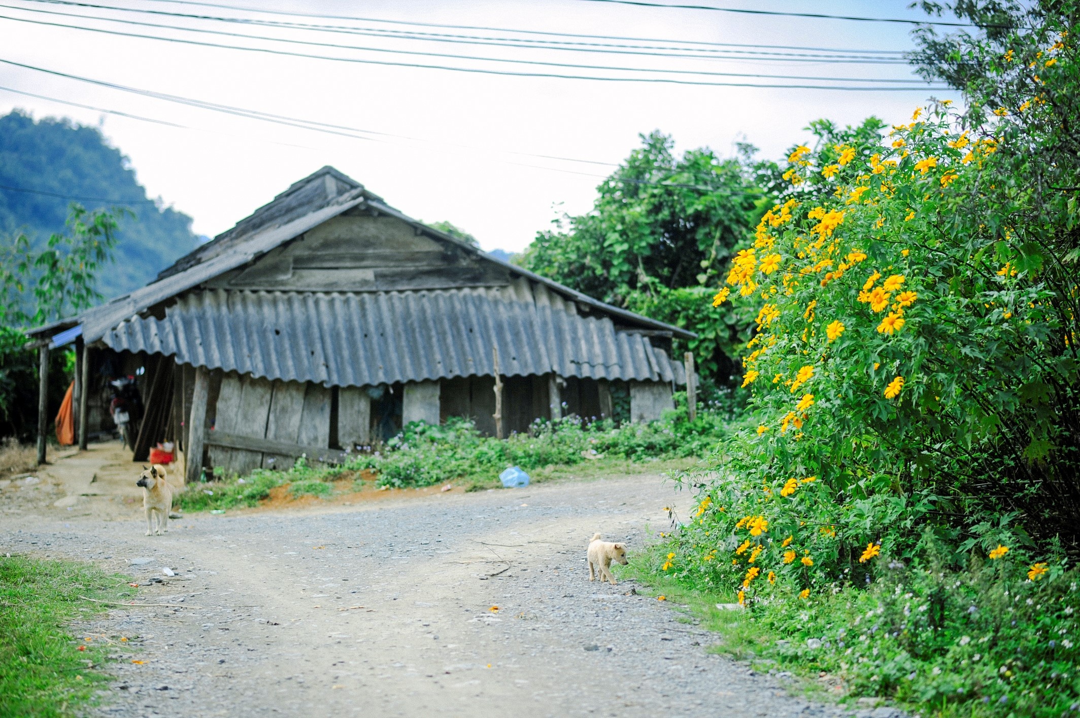 Da quy Moc Chau anh 6