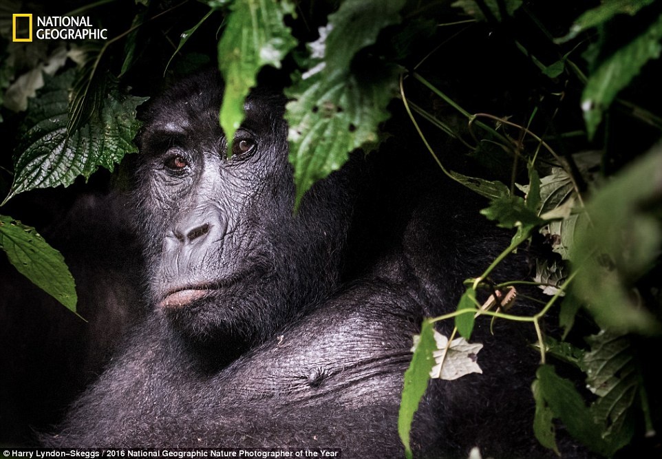 Thien nhien an tuong trong cuoc thi anh cua National Geographic anh 6