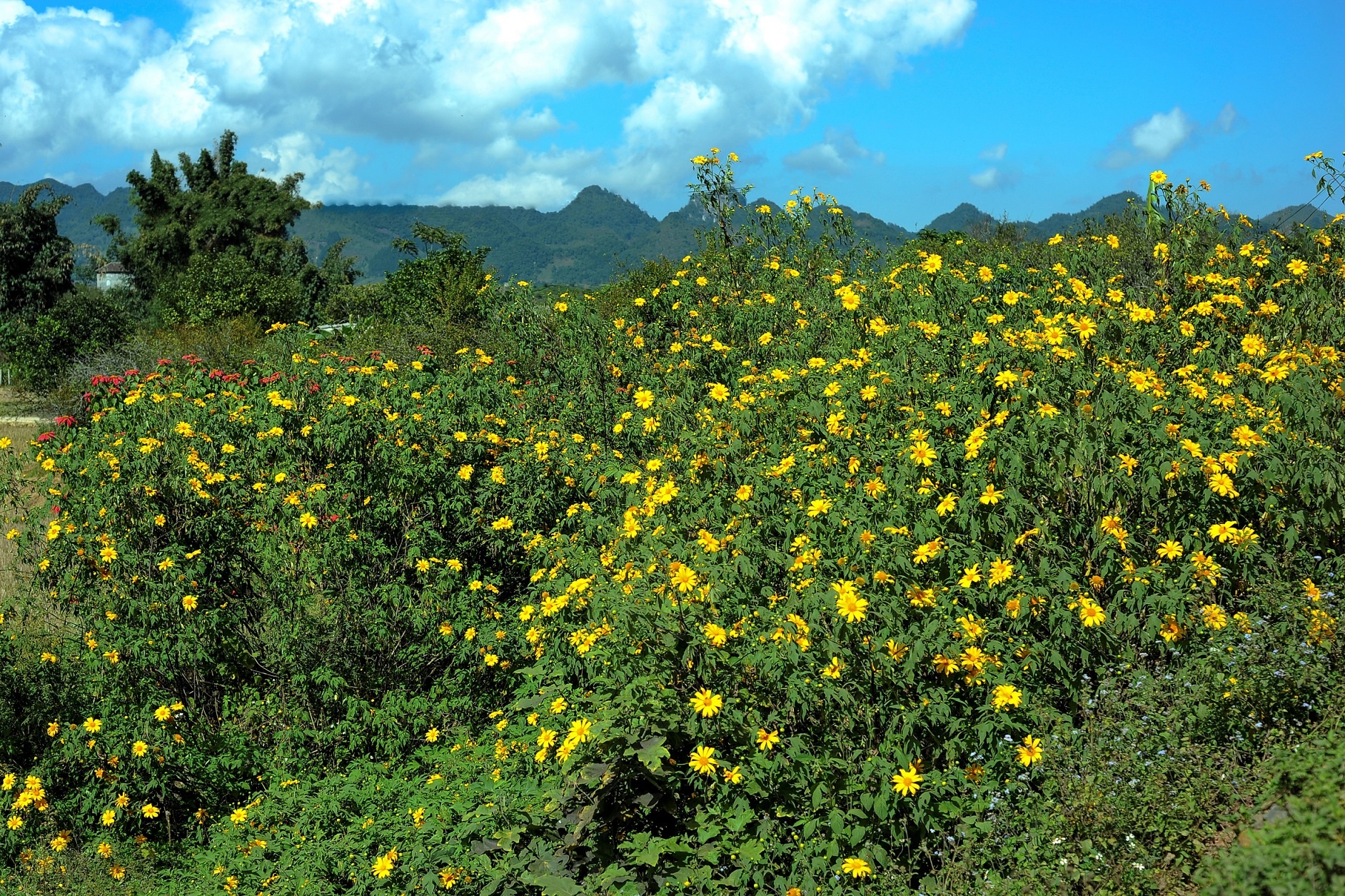 Da quy Moc Chau anh 1