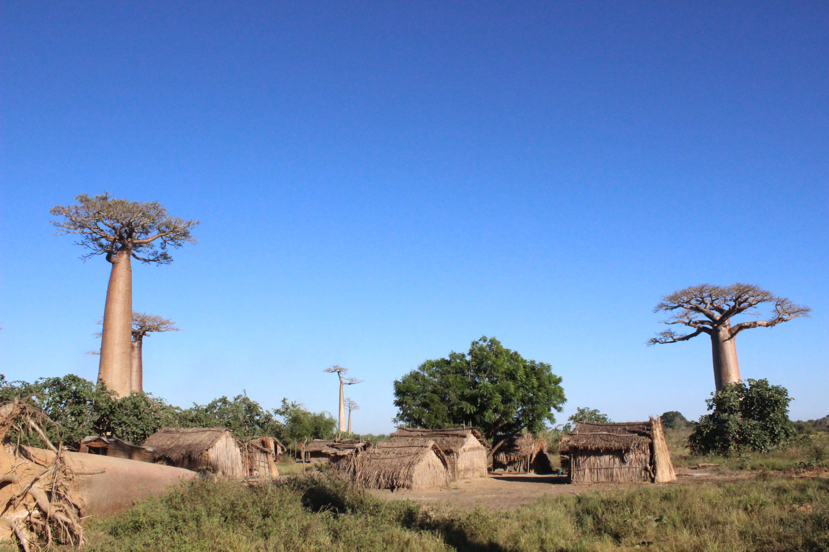 cay baobab chau Phi anh 11