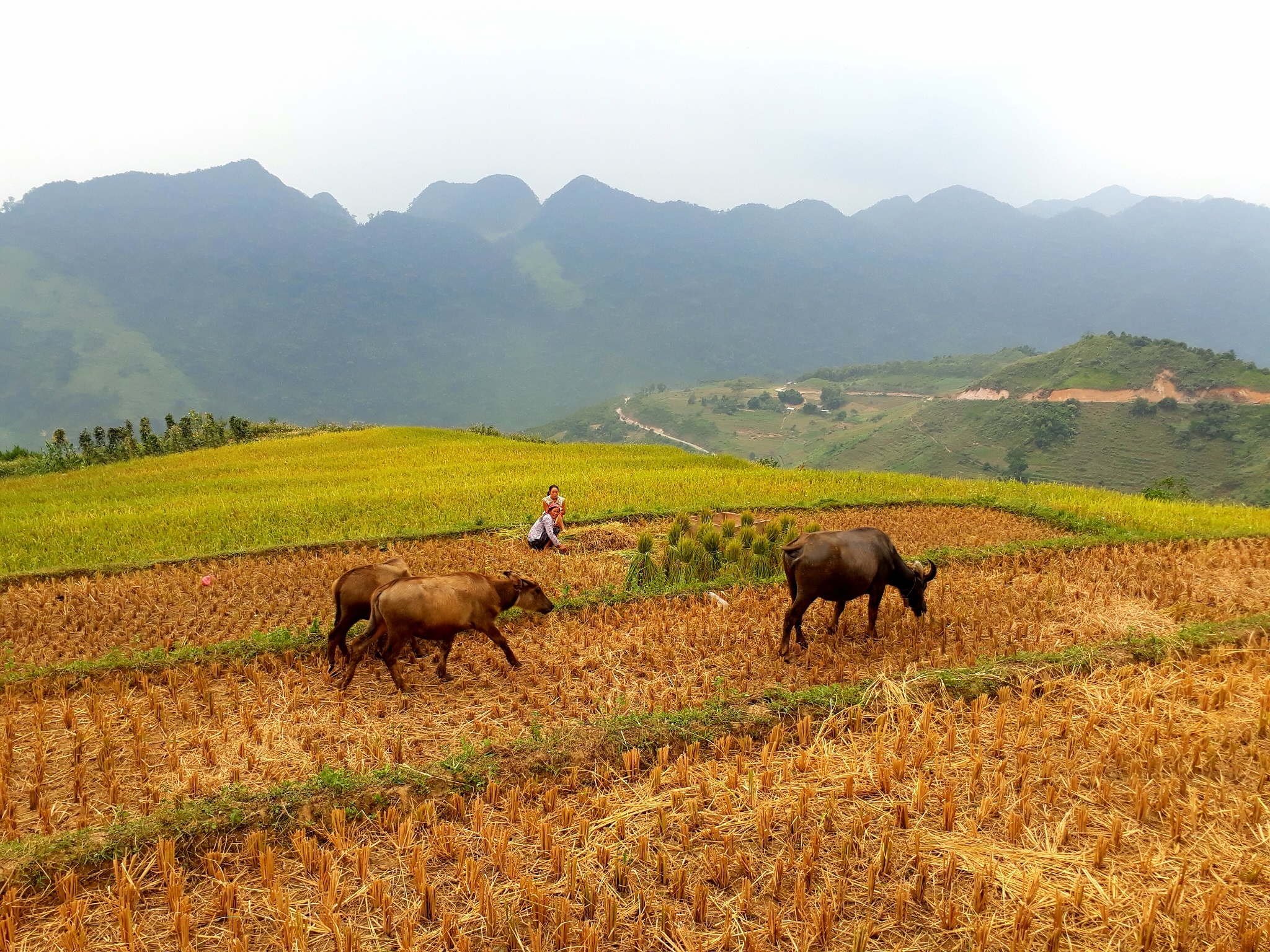 Ha Giang mua tam giac mach anh 8