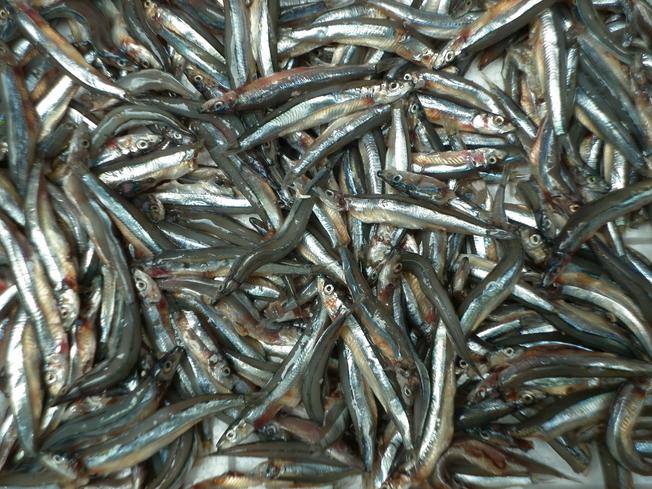 Cá cơm, nguyên liệu chính chế biến nước mắm Nam Ô