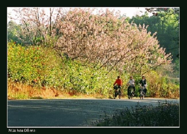 Hoa đỗ mai mọc ở triền núi đảo Hòn Tằm