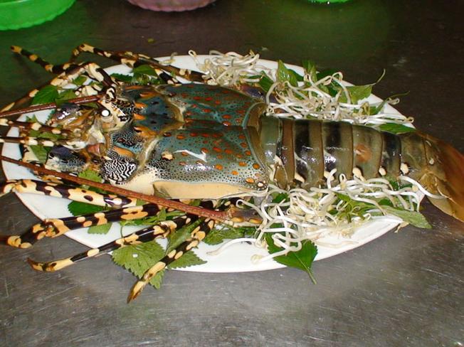 Tôm rồng – nguyên liệu để làm nên món tiết canh lừng danh Long Hải
