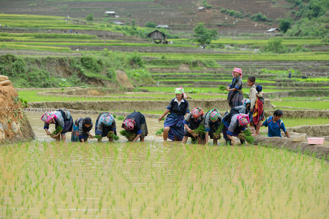 Khung cảnh rộn ràng trong mùa cấy, tiếng cười đùa xôn xao cả một vùng.