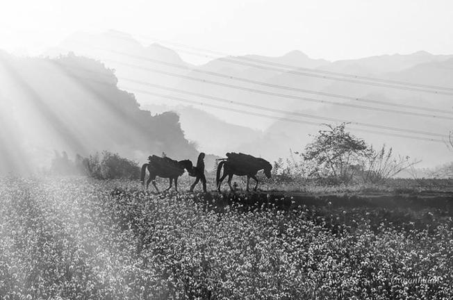 Bình minh tỉnh lặng