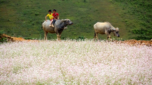 hoa tam giac mach no bung sang simacai giua mua he