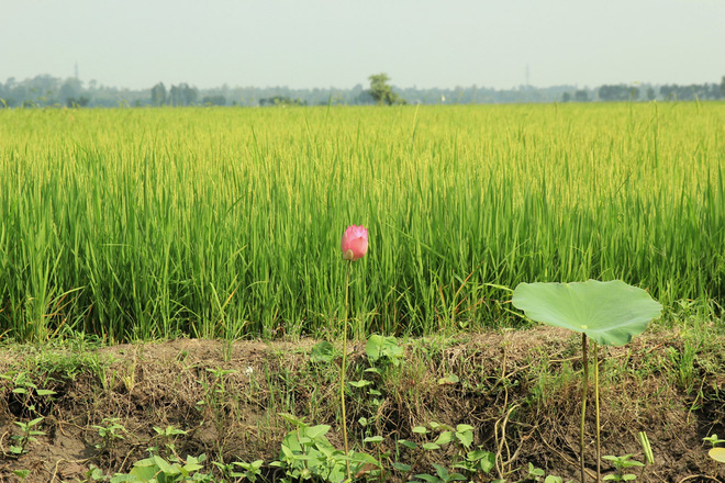 Vẻ bình yên miền sông nước An Giang