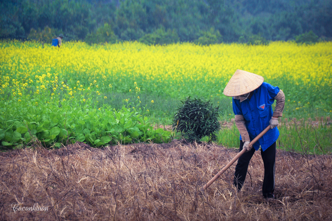 Hình ảnh gần gũi, giản dị của người nông dân bên những luống hoa.