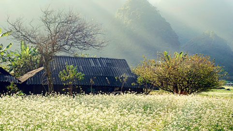 mùa hoa cải trắng, du lịch, Mộc Châu