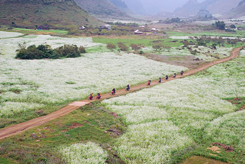 mùa hoa cải trắng, du lịch, Mộc Châu