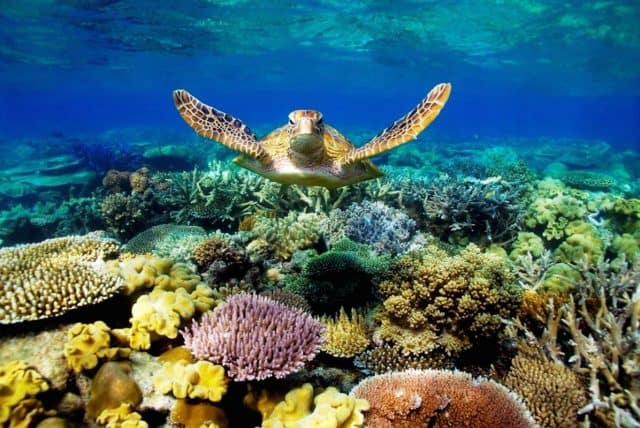 Rùa biển Côn Đảo (Ảnh: ST)