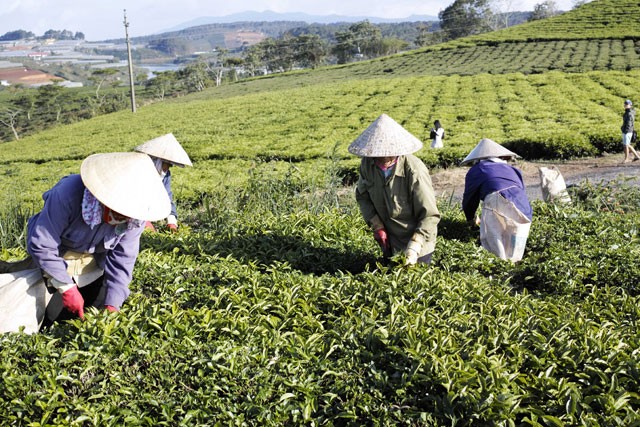 Ngoài tận hưởng không khí mát mẻ trong lành bên các luống trà, bạn cũng đừng quên ngắm những cánh hoa trà trắng mỏng manh, hay những trái chè nho nhỏ, tròn xinh như những viên bi dưới những cội trà lâu năm rải rác trong các đồi. Nếu đi xa hơn, bạn sẽ còn nhìn thấy hồ Phát Chi, một hồ nước yên tĩnh. Hồ Phát Chi cũng là hồ chứa nước dùng để tưới mát cho trà vào mùa khô hạn.