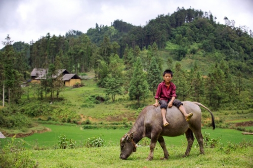 hoa tam giac mach no bung sang simacai giua mua he