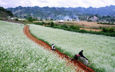 mùa hoa cải trắng, du lịch, Mộc Châu