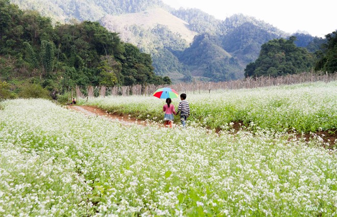 Hoa nở trắng khắp các bản làng.