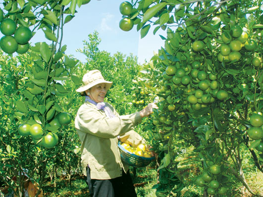 Trái cây Đắk Glong