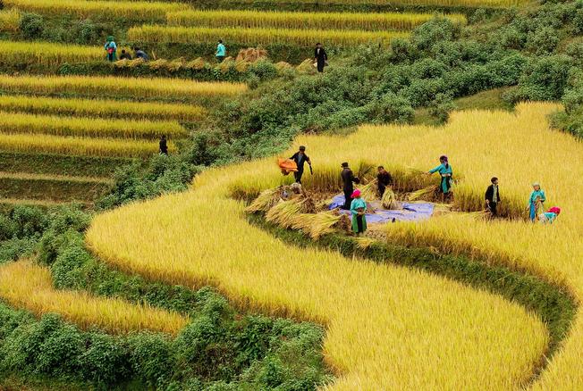 Thửa ruộng bậc thang vào mùa