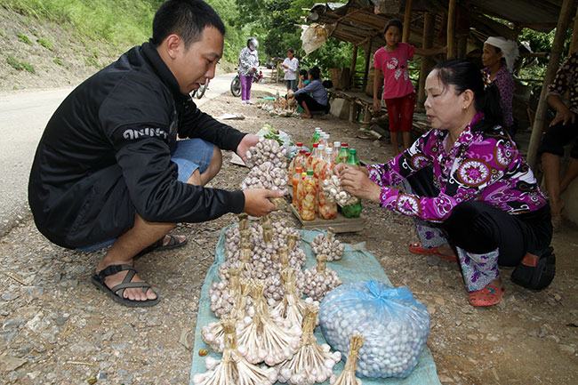 Tỏi tí Phù Yên