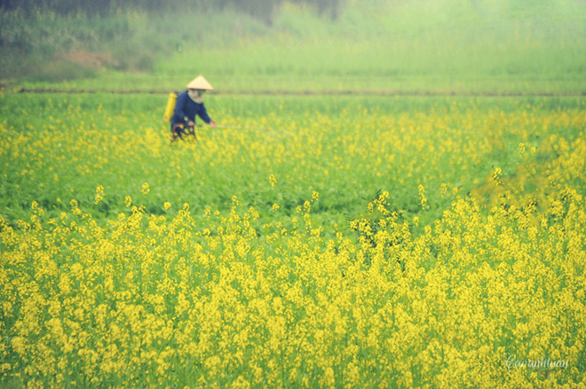 Một số khu vực như làng Phù Đổng, cánh đồng Yên Viên hay ven bờ sông Đuống nhanh chóng đón thêm nhiều người. Ở những nơi này, hoa cải trổ vàng thành vạt dài rực rỡ, bắt mắt.