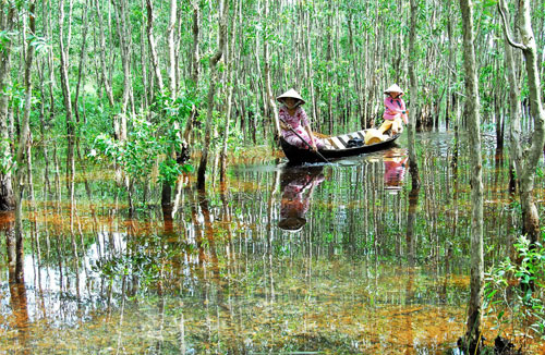 Lịch trình tham khảo Khám phá Cà Mau 1 ngày: 11h – 15h, Đến rừng U Minh Hạ, ăn trưa và nghỉ ngơi.