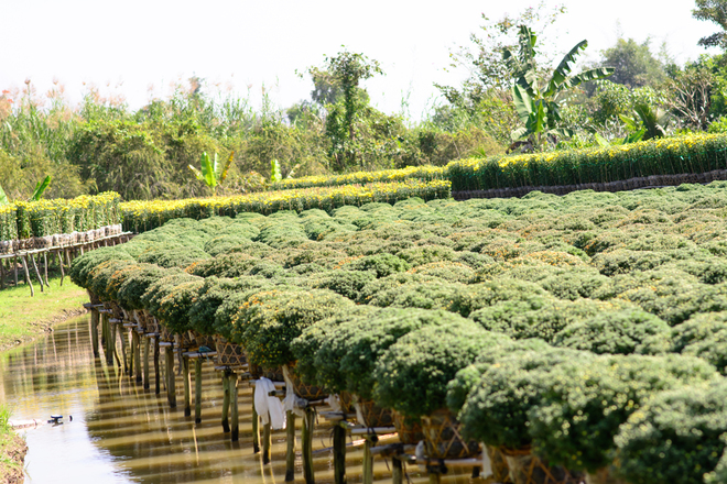 Nhắc đến Sa Đéc, nhiều người thường nghĩ tới những vựa hoa ngát hương thuộc xã Tân Quy Đông, thành phố Sa Đéc, Đồng Tháp. Đây là một trong những làng hoa lớn của cả nước. 