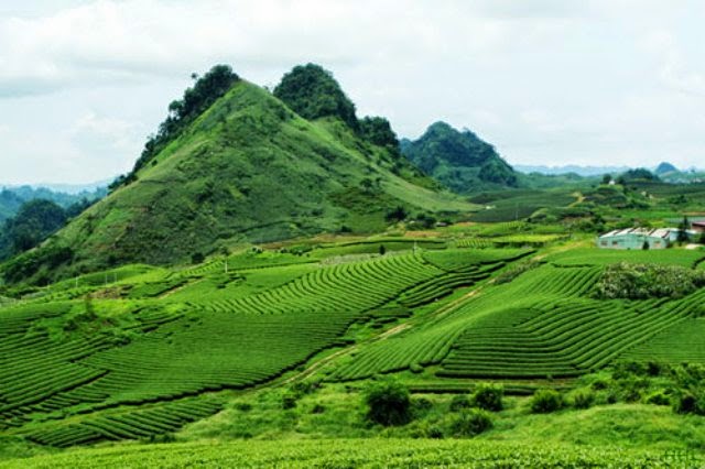 Cao nguyên Mộc Châu rộng lớn và rất xinh đẹp.