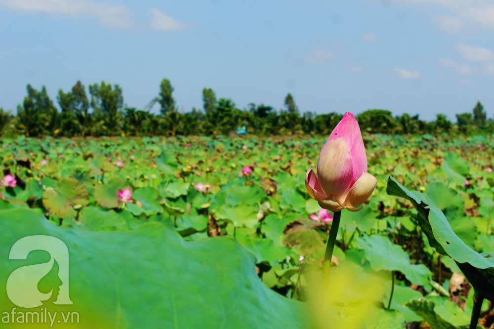 Lẩu cá linh, cá lóc, chuột đồng, Đồng Tháp