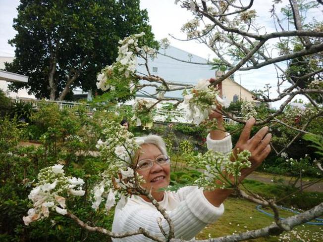 Cây phượng trắng thu hút khách du lịch Đà Lạt