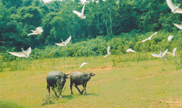 Ngôi làng thanh tịnh ở Bến En