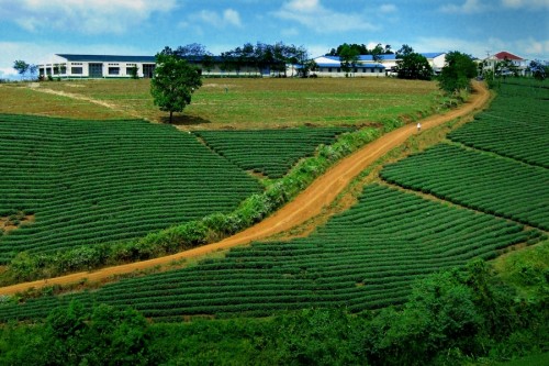 Trà Bảo Lộc