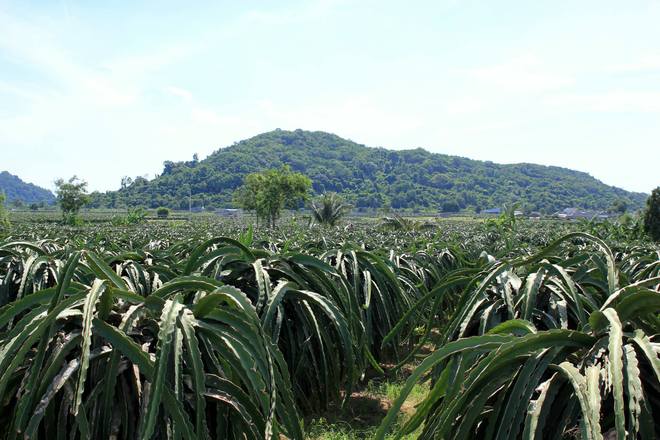 Trên những con đường nắng cháy đỏ da, du khách có thể dừng chân nghỉ ngơi và thưởng thức thử một đặc sản rất đặc trưng của Bình Thuận. Hàm Thuận Nam là nơi có diện tích trồng cây thanh long nhiều nhất tỉnh, những vườn cây thanh long ngút ngàn xanh mát đầy sức sống ở vùng nắng gió khô hạn này.