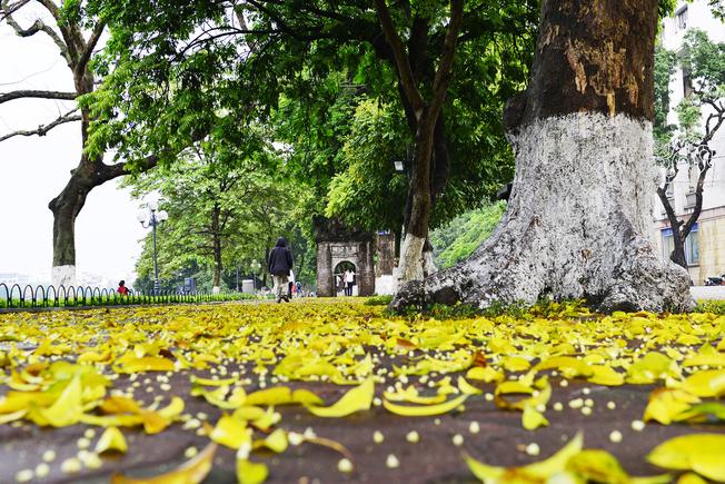 Thảm vàng óng ánh