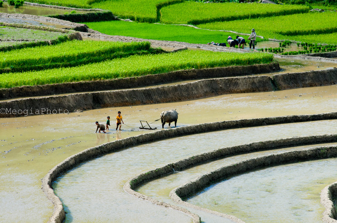 Nơi đây những đứa trẻ 10-11 tuổi đã có thể đi cày bừa giúp gia đình, những đứa nhỏ hơn thì theo anh ra đồng nô đùa dưới ruộng.