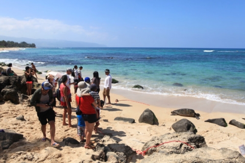 oahu tam minh tren nhung dong xanh