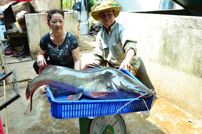 Cá sông Sê Rê Pôk