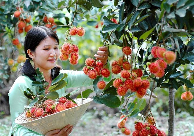 Lái Thiêu vào mùa (Ảnh sưu tầm)