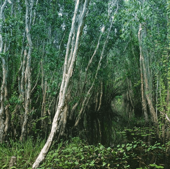 Rừng tràm bạt ngàn 