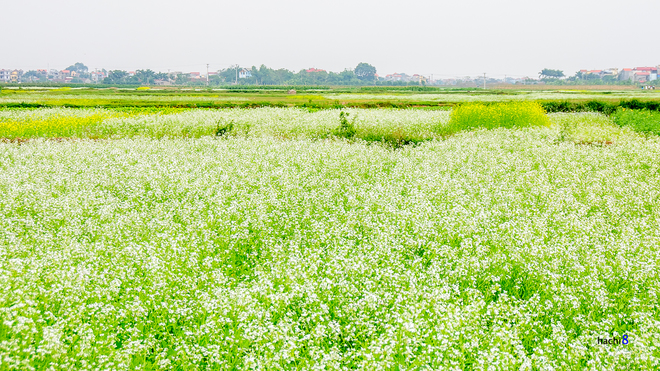 Những lối mòn nho nhỏ chìm lấp giữa luống cải vàng cũng thơm hương cỏ hoa, phảng phất mùi ngai ngái.