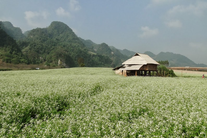 Những đứa trẻ vui đồ, nghịch ngợm trong những đám hoa rực rỡ.