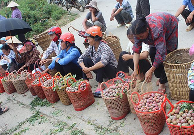 Trái cây Sa Pa không thể bỏ qua Mận Bắc Hà