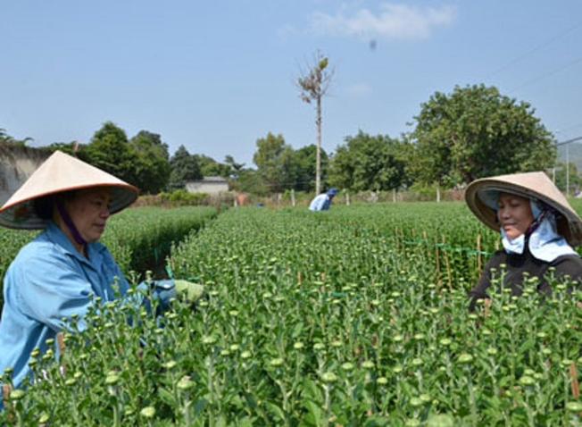 Người dân chăm sóc để hoa nở đẹp nhất vào đúng dịp Tết âm lịch