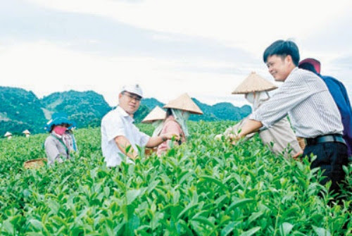 den voi doi che moc suong tren cao nguyen moc chau3 