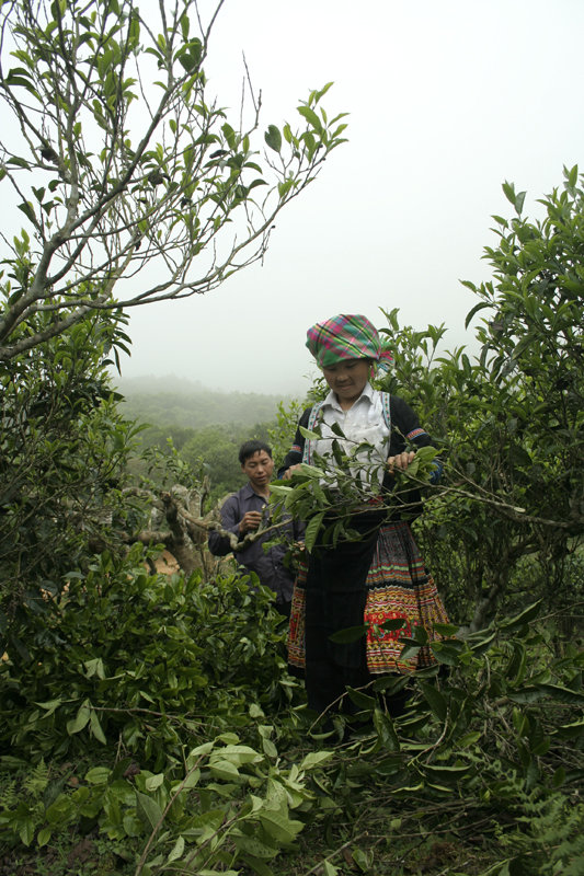 Hái chè trên cây cổ thụ