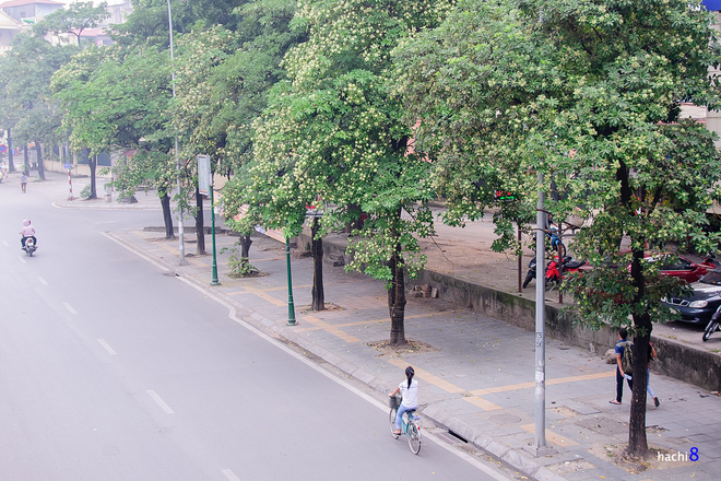 Những con đường đẹp nên thơ và tỏa hương thơm ngát khi hoa sữa trắng bung nở. Tối thu se lạnh, nép mình sau xe một ai đó dạo khắp phố phường, bạn sẽ thấy một Hà Nội không chỉ bình yên mà còn ngọt ngào làm thức dậy những xúc cảm lắng đọng trong tâm hồn mỗi người.