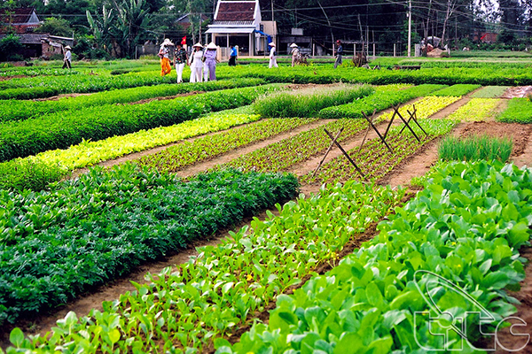 Làng rau Trà Quế - điểm du lịch xanh hấp dẫn